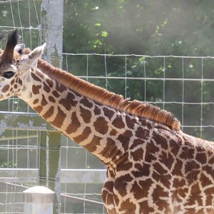 Masai giraffe calf