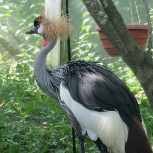 Grey crowned crane