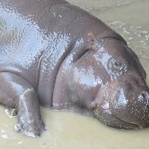 Pygmy hippo
