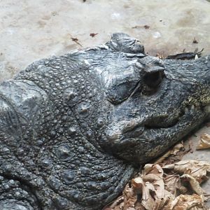 Dwarf crocodile