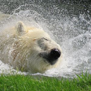 Polar bear shaking off water