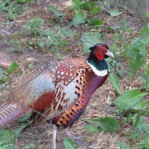 Ring-necked pheasant