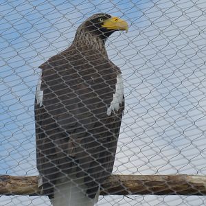 Steller's sea eagle