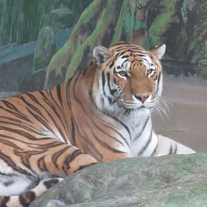 Siberian tiger