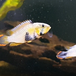 Apistogramma panduro