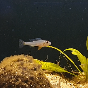 Biotoecus opercularis