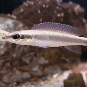 Crenicichla cf regani ( Orinoco )