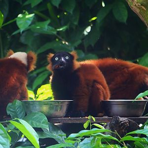 Red Ruffed Lemur