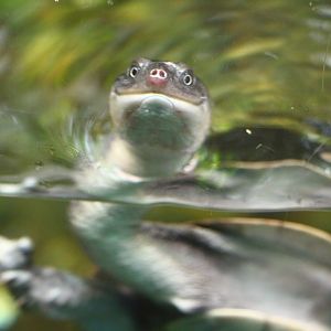 Roti Island Snake-necked Turtle