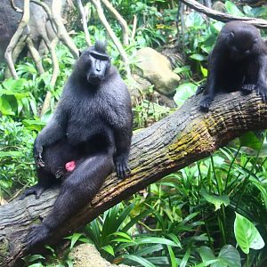 Sulawesi Crested Macaque