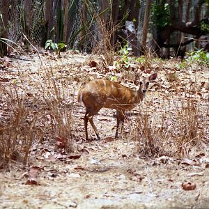 Female bushbuck, Abuko Nature Reserve 1996