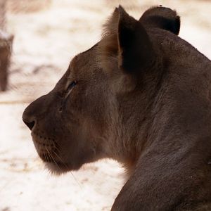 Lioness, Abuko Nature Reserve 1996