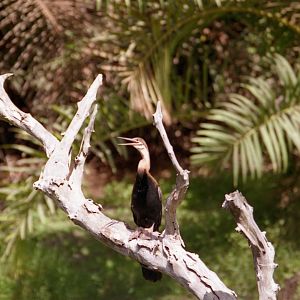 Bird, Abuko Nature Reserve 1996