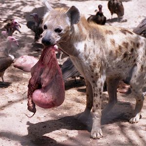 Spotted hyena, Abuko Nature Reserve 1996