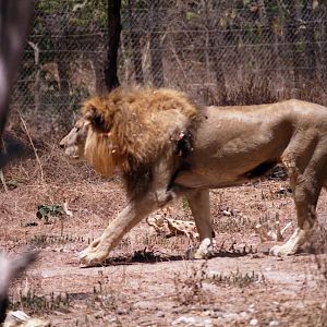 Lion, Abuko Nature Reserve 1996