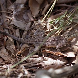 Lizard, Abuko Nature Reserve 1996