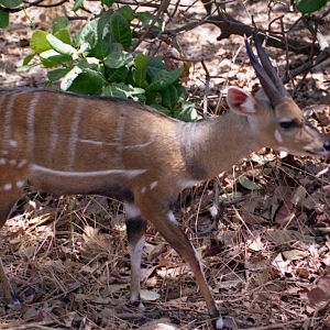 Bushbuck, Abuko Nature Reserve 1996