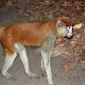 Patas Monkey, Abuko Nature Reserve 1996