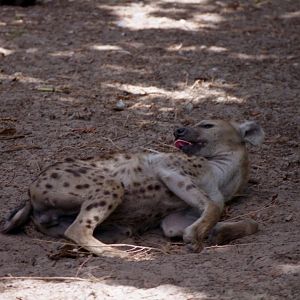 Spotted hyena, Abuko Nature Reserve 1996