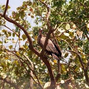 Vulture, Abuko Nature Reserve 1996