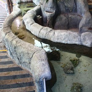 Mary River - Mangrove Horseshoe Crab pool