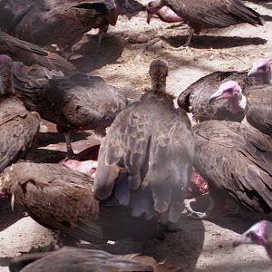 Vultures feeding, Abuko Nature Reserve 1996