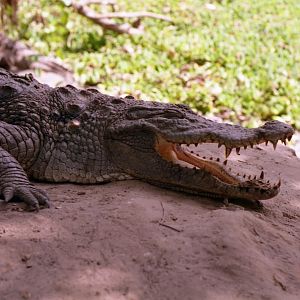 Dwarf crocodile, Sacred Crocodile Pits, Bakau 1996