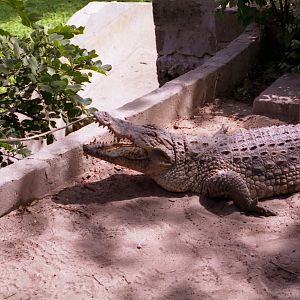 Dwarf crocodile, Sacred Crocodile Pits, Bakau 1996
