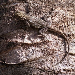 Lizard, The Gambia 1996