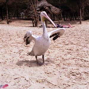 Pelican, The Gambia 1996