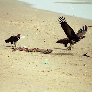 Vultures, The Gambia 1996