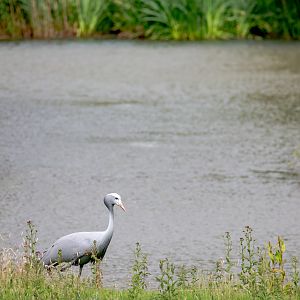 Blue crane : Whipsnade : 29 Jun 2020