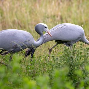 Blue crane : Whipsnade : 29 Jun 2020