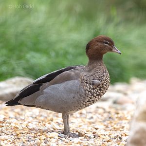 Maned duck : Whipsnade : 29 Jun 2020