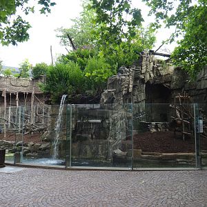 Mandrill and Colombian black spider monkey outdoor exhibits, 2020-06-28