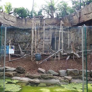 Colombian black spider monkey outdoor terrace, 2020-06-28