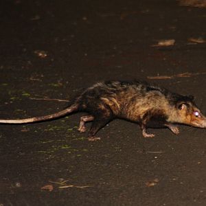 Big-eared Opossum (Didelphis aurita)
