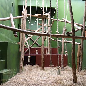 First Colombian black spider monkey indoor exhibit, 2020-05-24
