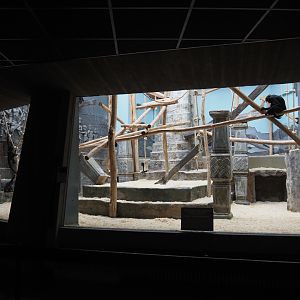 Second Colombian black spider monkey indoor exhibit, 2020-05-24