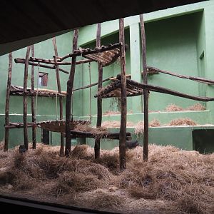 First Mandrill indoor exhibit, 2020-05-24