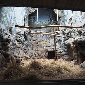 Second Mandrill indoor exhibit, 2020-05-24