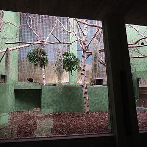 Refurbished Callitrichid exhibit - Golden-headed lion tamarin and Pygmy marmoset, 2020-05-24