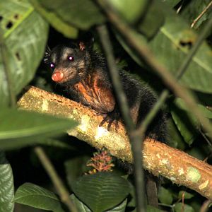 common opossum (Didelphis marsupialis)