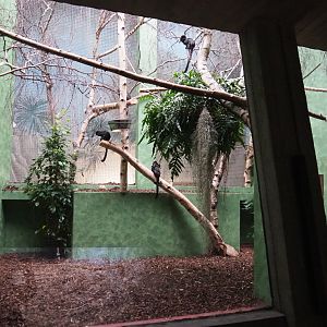 Refurbished Callitrichid exhibit - Goeldi's marmoset, 2020-05-24