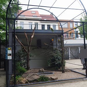 Reconstruction of 1856 raptor aviaries as parrot aviaries - Aviary Double-yellow headed amazon and sun conure, 2020-05-24