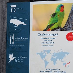 Signage Swift parrot, 2020-05-24