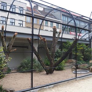 Reconstruction of 1856 raptor aviaries as parrot aviaries - Mixed macaw aviary, 2020-05-24