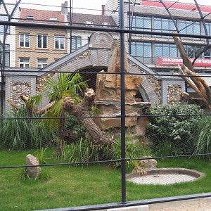 Reconstruction of 1856 raptor aviaries as parrot aviaries - Mixed macaw aviary, 2020-05-24