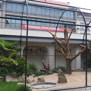 Reconstruction of 1856 raptor aviaries as parrot aviaries - Mixed macaw aviary, 2020-05-24