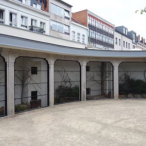 Reconstruction of 1856 raptor aviaries as parrot aviaries - Aviary California quail and Grey-breasted conure, 2020-05-24